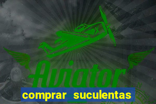 comprar suculentas direto do produtor